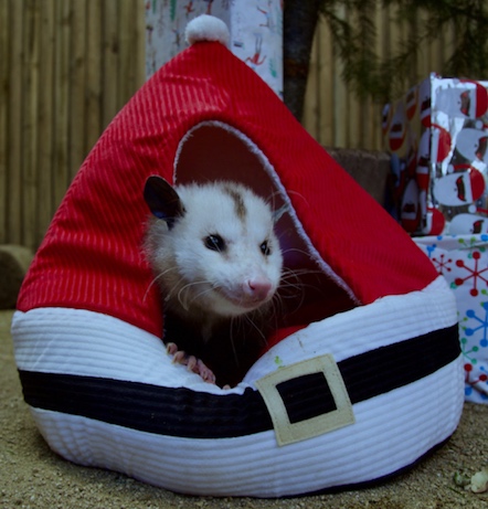 Christmas at the OC Zoo