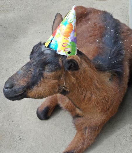 Santa Ana Zoo’s Birthday