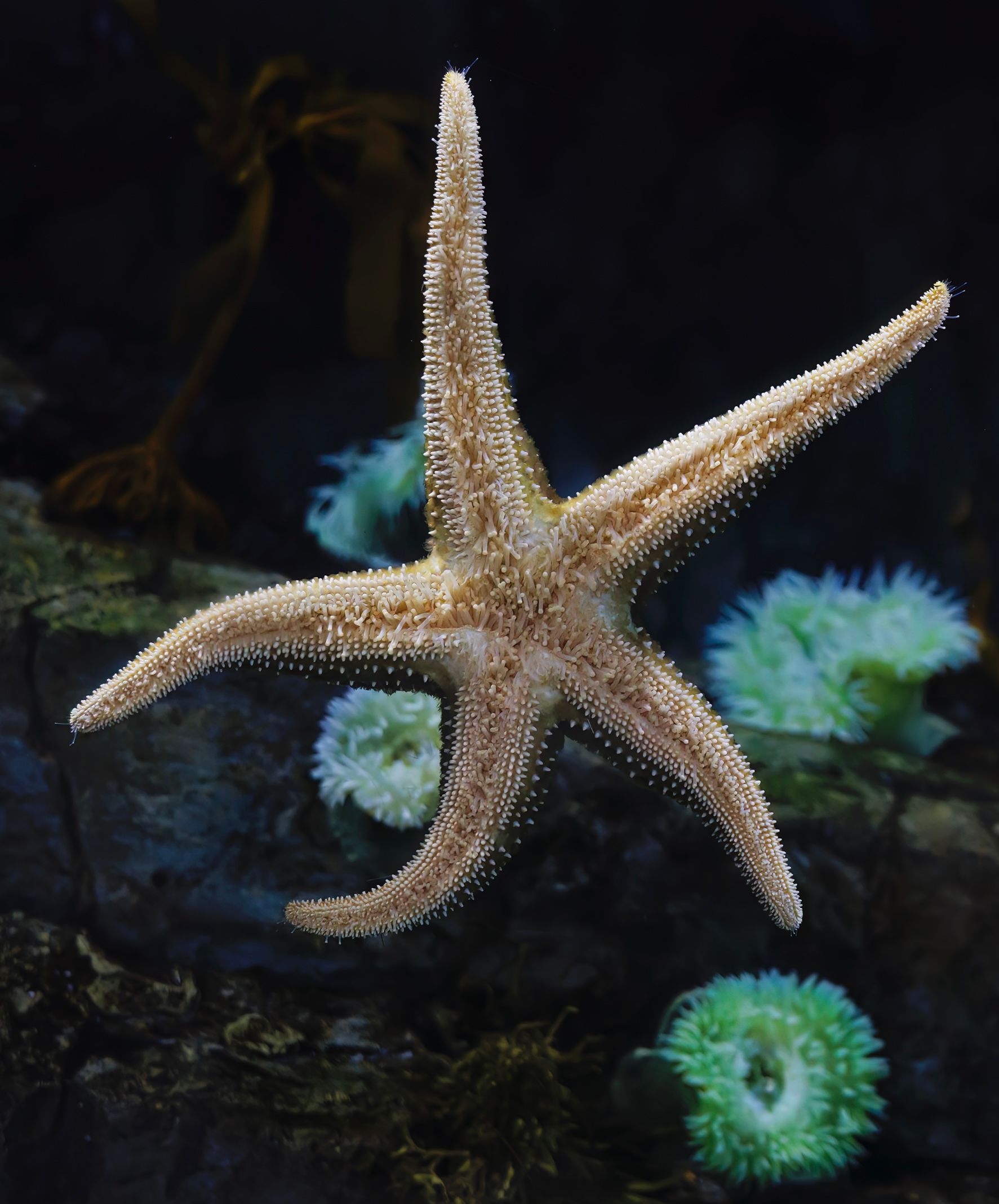 “Stars of the Sea” Exhibition