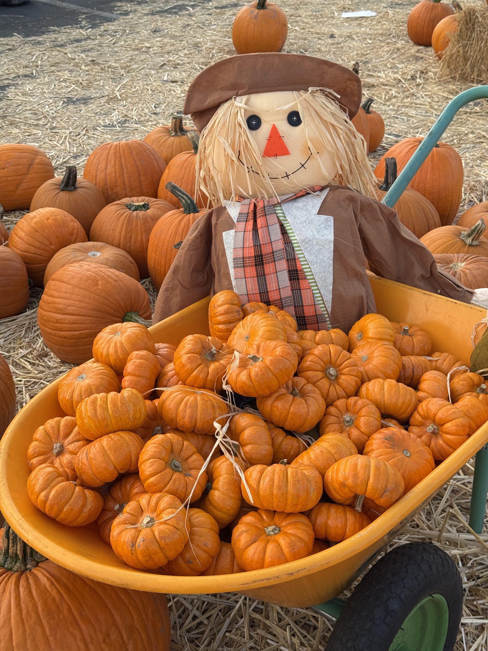 OC Fair Pumpkin Patch