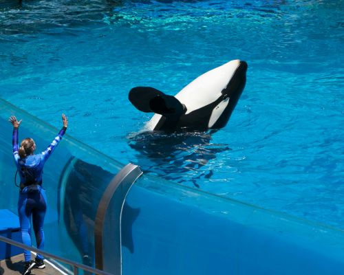 SeaWorld San Diego’s Spooktacular