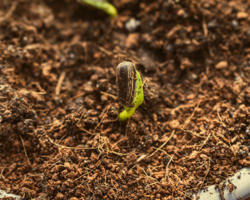 “Pumpkins With Purpose” Impact Event