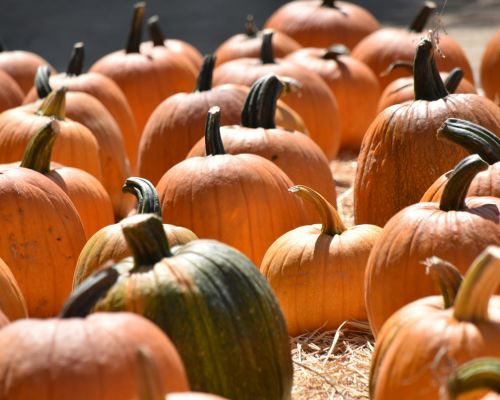 Irvine Park Railroad’s Pumpkin Patch