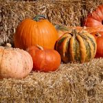 Tanaka Farms Pumpkin Patches