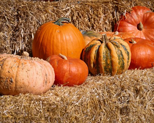 Tanaka Farms Pumpkin Patches