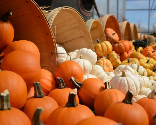 Taghavi Farms’ Pumpkin Patch