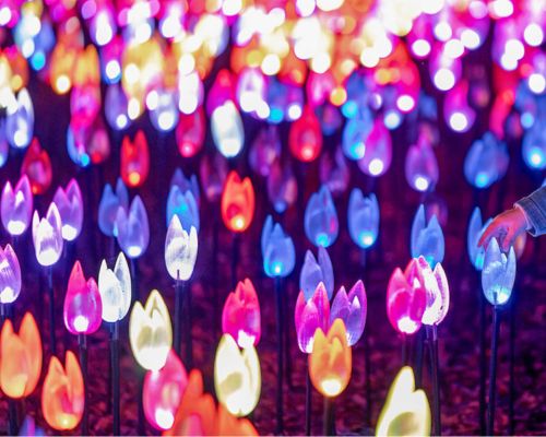 Enchanted Forest of Light