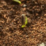 “Pumpkins With Purpose” Impact Event