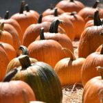 Irvine Park Railroad’s Pumpkin Patch
