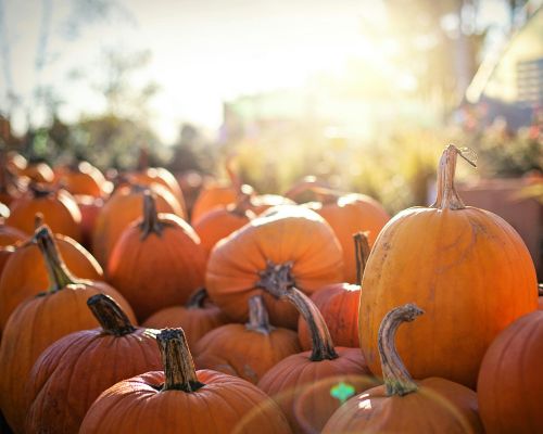 Pumpkin City Pumpkin Patch